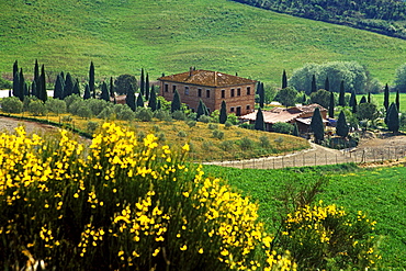 Blooming broom in front of country house, Val dâˆšÃ‡Â¬Â¥Orcia, Tuscany, Italy, Europe