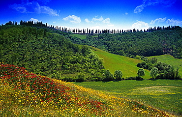 Flower meadow with cypress alley under blue sky, Tuscany, Italy, Europe