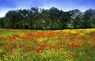 Flower meadow with poppies, Val dâˆšÃ‡Â¬Â¥Orcia, Tuscany, Italy, Europe