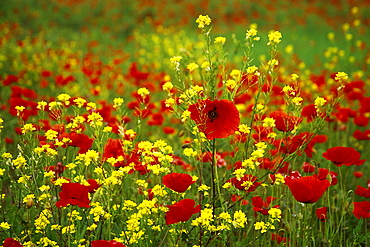 Flower meadow with poppies, Val dâˆšÃ‡Â¬Â¥Orcia, Tuscany, Italy, Europe