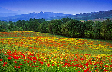 Flower meadow with poppies under blue sky, view to Castiglione dâˆšÃ‡Â¬Â¥Orcia, Val dâˆšÃ‡Â¬Â¥Orcia, Tuscany, Italy, Europe