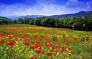 Flower meadow with poppies under blue sky, view to Castiglione dâˆšÃ‡Â¬Â¥Orcia, Val dâˆšÃ‡Â¬Â¥Orcia, Tuscany, Italy, Europe