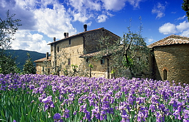 Iris in front of a farm under clouded sky, Chianti region, Tuscany, Italy, Europe