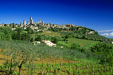 View over vineyard at the town San Gimignano in the sunlight, Tuscany, Italy, Europe