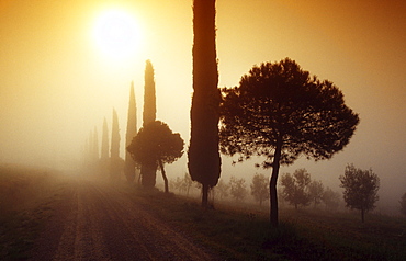 Cypress alley with pines in the morning mist, Val d'Orcia, Tuscany, Italy, Europe