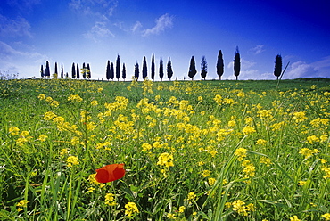 Yellow flowers and poppy in front of cypress alley, Val d'Orcia, Tuscany, Italy, Europe