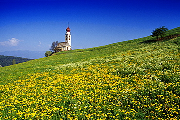 Wildflower meadow, Chapel San Valentino in the background, Siusi allo Sciliar, Dolomite Alps, South Tyrol, Italy