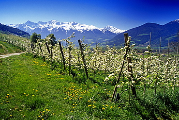 Apple blossom, view to Ortler Alps, Dolomite Alps, South Tyrol, Italy