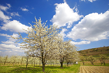 spring, cherry-blossom near Koenigschaffhausen, Kaiserstuhl, Baden-Wuerttemberg, Germany, Europe