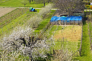 spring, cherry-blossom near Koenigschaffhausen, Kaiserstuhl, Baden-Wuerttemberg, Germany, Europe