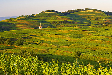 Vineyards at Kiechlinsbergen, Spring, Day, Kaiserstuhl, Baden-Wuerttemberg, Germany, Europe