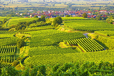 Vineyards at Koenigschaffhausen, Spring, Day, Kaiserstuhl, Baden-Wuerttemberg, Germany, Europe