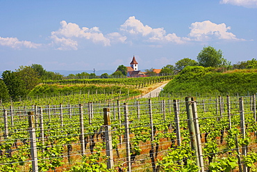 Vineyards at Koenigschaffhausen, Spring, Day, Kaiserstuhl, Baden-Wuerttemberg, Germany, Europe