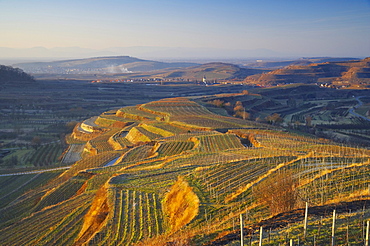 winter, Oberrotweil and Burkheim with the Vosges, Kaiserstuhl, Baden-Wuerttemberg, Germany, Europe