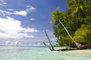 Palm-lined Beach at Palau, Micronesia, Palau