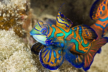 Mandarinfish, Syhchiropus splendidus, Micronesia, Palau