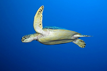 Green Turtle, Chelonia mydas, Short Dropoff, Micronesia, Palau