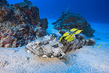 Malabar Grouper and Pilotfishes, Epinephelus malabaricus, Gnathanodon speciosus, Ulong Channel, Micronesia, Palau