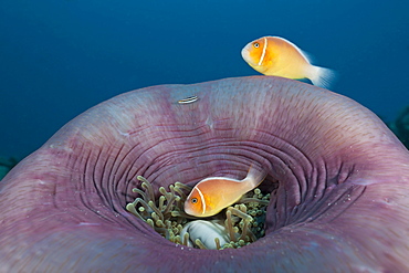 Pink Anemonefish in Magnificent Anemone, Amphiprion perideraion, Heteractis magnifica, German Channel, Micronesia, Palau