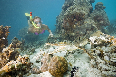 Skin Diver meets Saltwater Crocodile, Crocodylus porosus, Micronesia, Palau