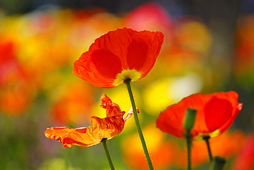 Blooming poppy, Merano, Trentino-Alto Adige/Suedtirol, Italy