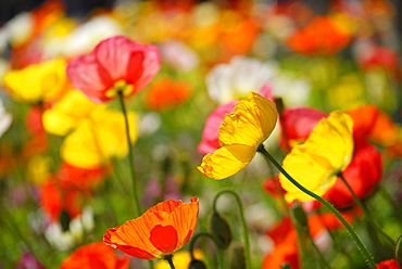 Blooming poppy, Merano, Trentino-Alto Adige/Suedtirol, Italy