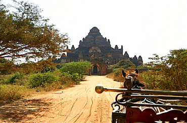 Horse-drawn carriage in front of the Dhammayangyi Temple in the sunlight, Bagan, Myanmar, Burma, Asia