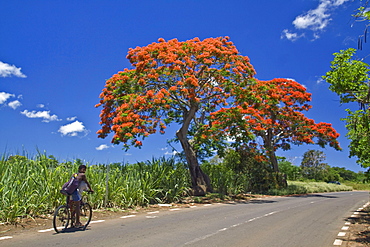 Flame Tree, Flamboyant, Royal Poinciana, sugar cane fields, 2 local people on bicycle, Mauritius, Africa