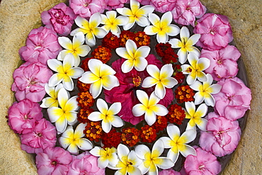 Resort Moevenpick Spa, Frangipani flowers, Mauritius, Africa