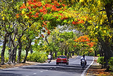 Tree Alley with Flamboyant, Royal Poinciana, and Lamburnum trees with yellow flowers, Mauritius, Africa