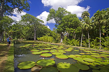 Pamplemousses Garden Water lily tank, Mauritius, Africa