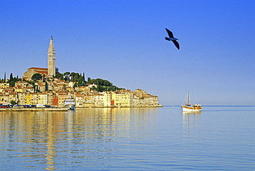 Excursion boat in front of the Old Town of Rovinj under blue sky, Croatian Adriatic Sea, Istria, Croatia, Europe