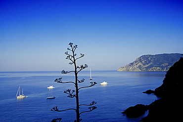 View at coastline and ocean under blue sky, Cinque Terre, Liguria, Italian Riviera, Italy, Europe