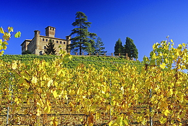 Vineyard and Castello Grinzane Cavour under blue sky, Piedmont, Italy, Europe