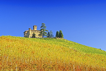 Vineyard and Castello Grinzane Cavour under blue sky, Piedmont, Italy, Europe