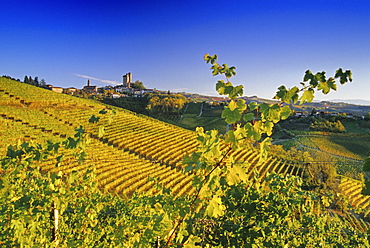 Vineyards in front of Serralunga dâˆšÃ‡Â¬Â¥Alba in the sunlight, Piedmont, Italy, Europe