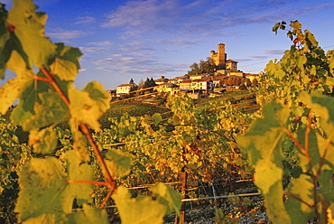 Vineyards in front of Serralunga dâˆšÃ‡Â¬Â¥Alba in the light of the evening sun, Piedmont, Italy, Europe