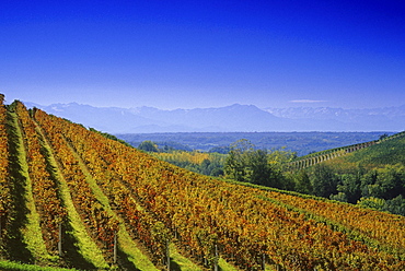 View over vineyards to the alps under blue sky, Piedmont, Italy, Europe