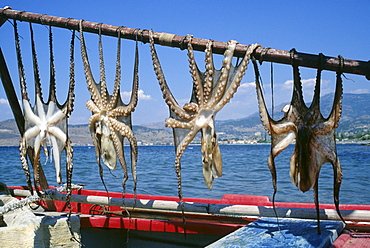 Drying calamary in the sunlight, Lesbos island, Greece, Europe