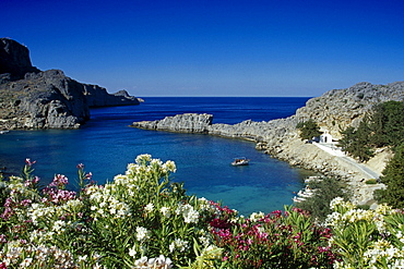 Oleander blossom at Agios Pavlos bay under blue sky, Lindos, Island of Rhodes, Greece, Europe