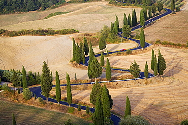 Alley of cypresses in Monticchiello, Tuscany, Italy