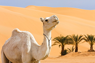 Dromedary near Germa, Camelus dromedarius, Libya, Sahara, North Africa