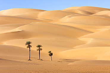 Date Palms, Phoenix spec., in the libyan desert, Oasis Um el Ma, Libya, Sahara, North Africa