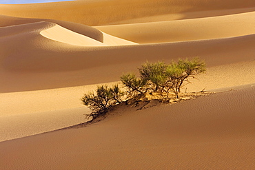 Tamarisks in the libyan desert, Sahara, Libya, North Africa