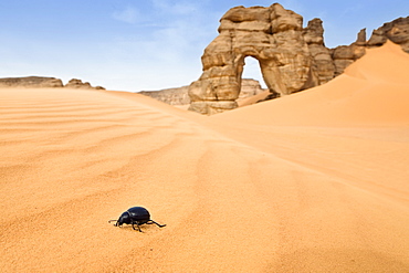 Beetle with Rock Arch in Akakus mountains, Libya, Sahara, North Africa