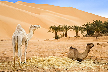 Dromedaries near Germa, Camelus dromedarius, Libya, Sahara, North Africa