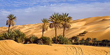 Um el Ma oasis and sanddunes, libyan desert, Libya, Sahara, Africa