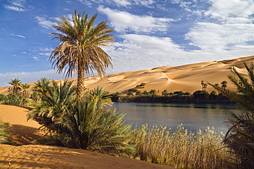 Mandara Lakes in the dunes of Ubari, oasis Um el Ma, libyan desert, Libya, Sahara, North Africa