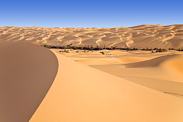 Um el Ma oasis and sanddunes, libyan desert, Libya, Sahara, Africa