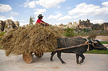 Water buffalo pulling cart with hay and farmer, karst formations in the background, Shilin, Yunnan, People's Republic of China, Asia